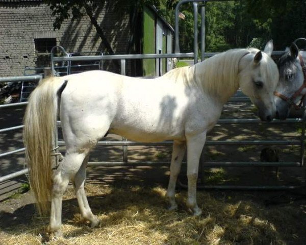 stallion Solus ox (Arabian thoroughbred, 1989, from Saudi ox)