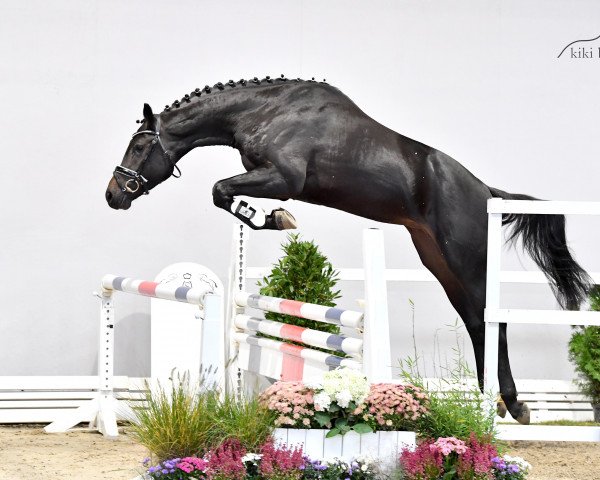 jumper Dontendro S (Oldenburg show jumper, 2018, from Diamant de Semilly)