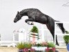 jumper Dontendro S (Oldenburg show jumper, 2018, from Diamant de Semilly)