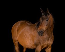 dressage horse Khalif AA (Anglo-Arabs, 1992, from Khaled ox)