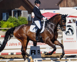 dressage horse Valeur 61 (Westphalian, 2012, from Vitalis)