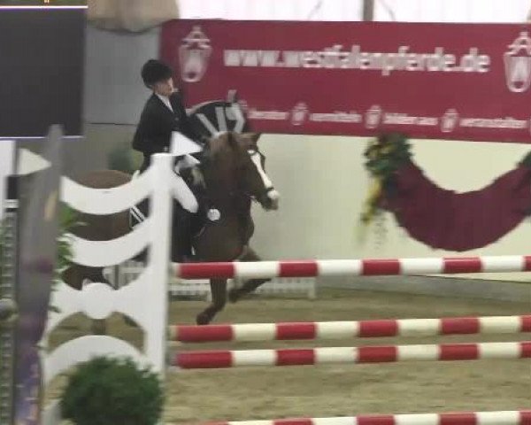 FEI Reitturnier Damme-Neuenwalde (GER) 2014