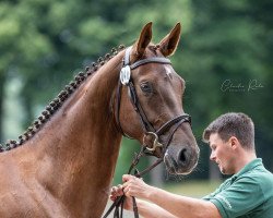 dressage horse Quentina (Rhinelander, 2017, from Quantensprung 3)