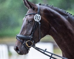 dressage horse Fiona (Rhinelander, 2017, from For Romance II)