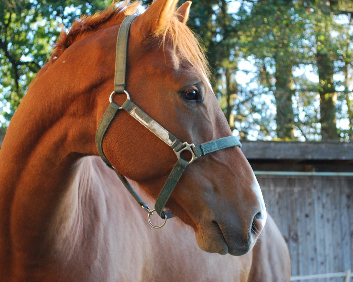 Dressurpferd Lucky 1796 (Hannoveraner, 2016, von Le Vivaldi)