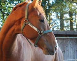 dressage horse Lucky 1796 (Hanoverian, 2016, from Le Vivaldi)