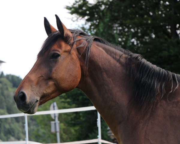 horse Ramzes (polish noble half-breed, 2007, from Honduras)