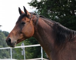 Pferd Ramzes (Polnisches edles Halbblut, 2007, von Honduras)