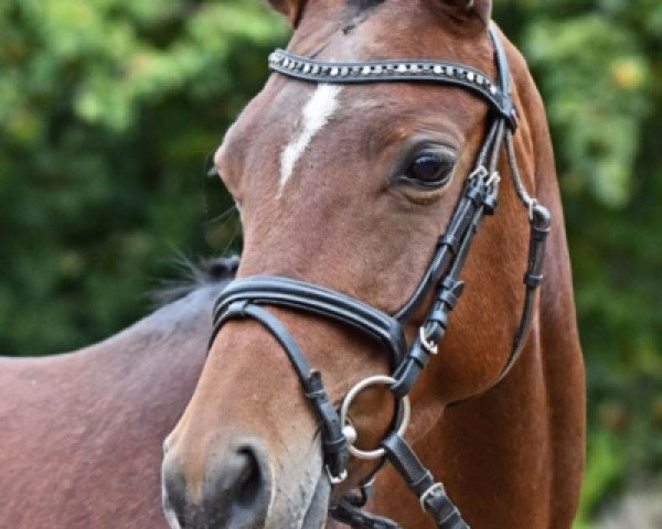 jumper Macy (German Riding Pony, 2016, from Steendieks Mc Laren)