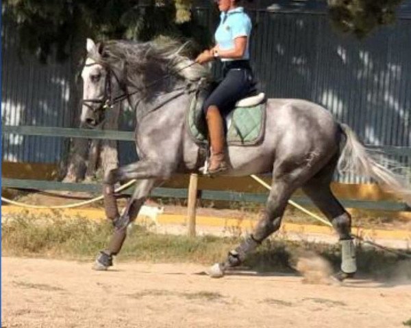 horse ZURCI (Pura Raza Espanola (PRE), 2016)