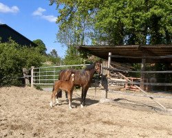 dressage horse Zazoom J (Westphalian, 2020, from Zoom)