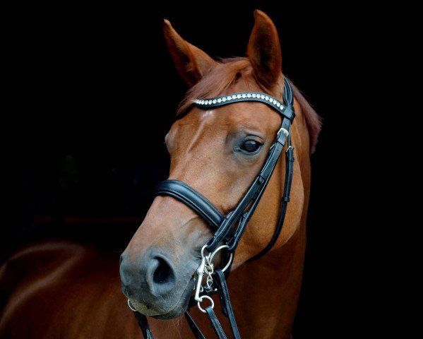 dressage horse Donna Fangar (Hanoverian, 2008, from Desperados FRH)