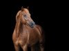 dressage horse Frodo (New Forest Pony, 2014, from Forester)