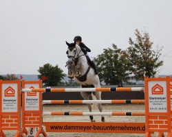 stallion Grey Chester 2 (Hanoverian, 2012, from Grey Top)