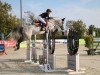 stallion Braveheart Jump (Oldenburg show jumper, 2013, from Balou du Rouet)