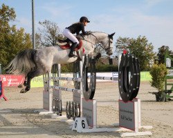 Deckhengst Braveheart Jump (Oldenburger Springpferd, 2013, von Balou du Rouet)