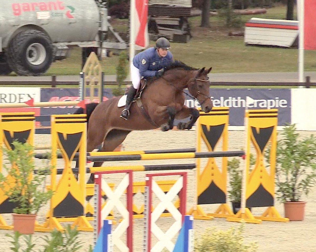 Springpferd Chelsea 99 (Hannoveraner, 2007, von Chico's Boy)