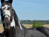 horse Aarblick's Magic Face (Pinto with riding horses pedigree, 2007, from Taffy's Capitano)