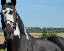 Pferd Aarblick's Magic Face (Pinto mit Reitpferdepedigree, 2007, von Taffy's Capitano)