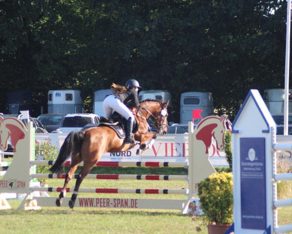 jumper Nordlord (German Riding Pony, 2011, from Nemax)