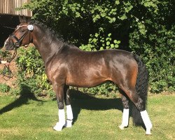 dressage horse Diamant Marron JF (German Riding Pony, 2017, from Dellington JF)