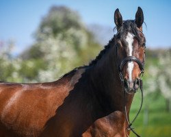 jumper Hercules IV CH (Swiss Warmblood, 2014, from Lordanos)