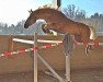 stallion Kelts Pogue Mahone (German Riding Pony, 2009, from Kelts Pogue)