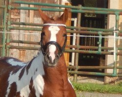 dressage horse Bentley (German Riding Pony, 2015, from Blitz und Donner)