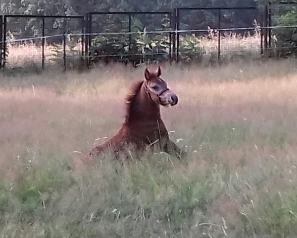 dressage horse Sonnenschein (German Riding Pony, 2019, from Blitz und Donner)