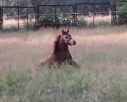 dressage horse Sonnenschein (German Riding Pony, 2019, from Blitz und Donner)