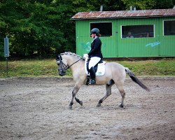 dressage horse Max 3844 (Duelmener, 2007, from Dux)