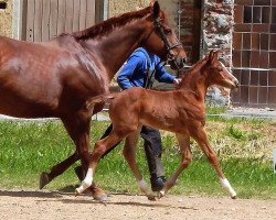 dressage horse Boss (German Sport Horse,  , from Borsalino)