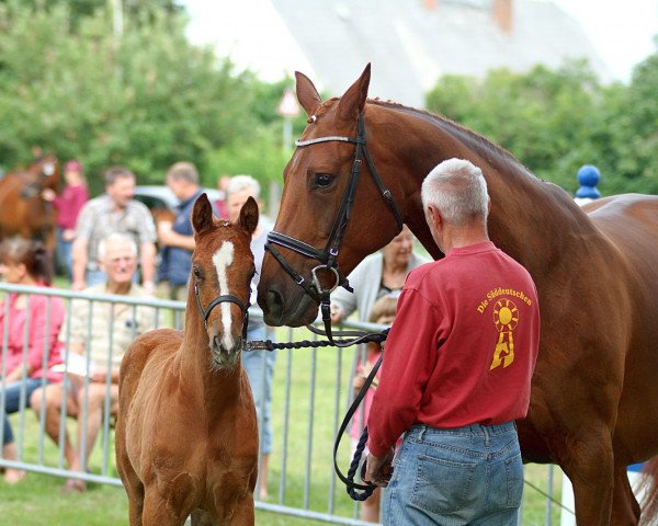 broodmare Brentina 11 (Hanoverian, 2006, from Brentano II)