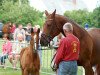 broodmare Brentina 11 (Hanoverian, 2006, from Brentano II)