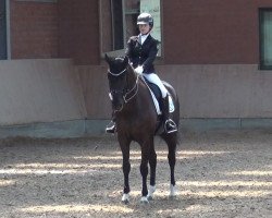 dressage horse Summer Rose OLD (Oldenburg, 2009, from Sir Diamond)