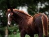 dressage horse Hengst von De Angelo / Abanos (Oldenburg, 2019, from De Angelo)