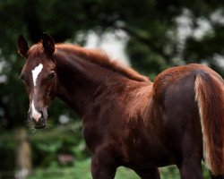 dressage horse Hengst von De Angelo / Abanos (Oldenburg, 2019, from De Angelo)