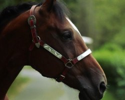 broodmare Amicella della (Oldenburg, 2006, from Abanos)