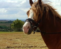 Pferd Rialto (Welsh Pony (Sek.B), 2011, von Raphael)