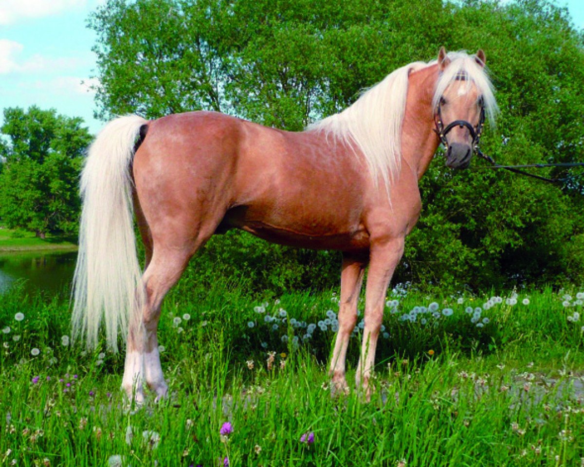 stallion Rock Grey New York (Welsh-Pony (Section B), 1994, from York von Rock Grey)