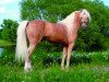 Deckhengst Rock Grey New York (Welsh Pony (Sek.B), 1994, von York von Rock Grey)