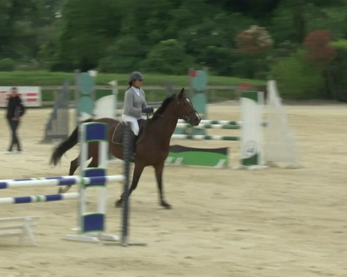 horse Palme du Thot (Selle Français, 2003, from Bandolero M)