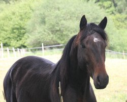 dressage horse Daily (Westphalian, 2013, from Desiderius L)