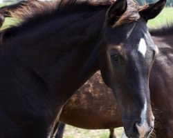 dressage horse Don Vivaldi (Oldenburg, 2017, from Glock's Dream Boy)