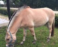 horse Nyl (Fjord Horse, 2016, from Njord Halsnæs)