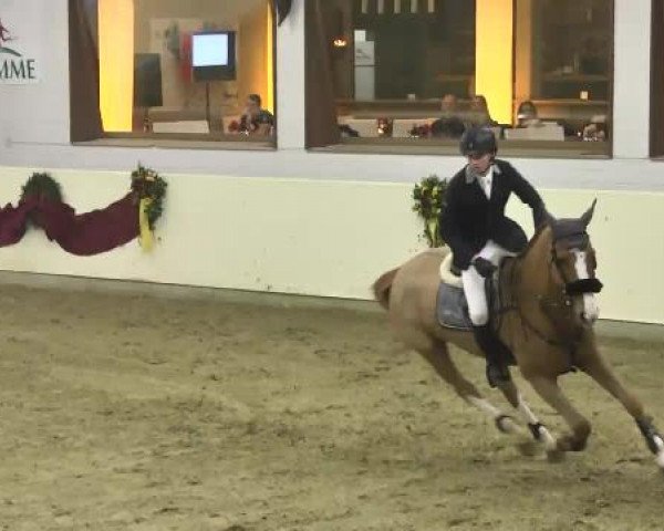 FEI Reitturnier Damme-Neuenwalde (GER) 2014