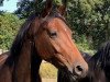 dressage horse Zum Glück in die Zukunft (Oldenburg, 2018, from Blue Hors Zalabaster)