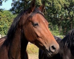 dressage horse Zum Glück in die Zukunft (Oldenburg, 2018, from Blue Hors Zalabaster)