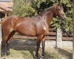 broodmare Die Santana (Oldenburg, 2007, from Sandro Hit)