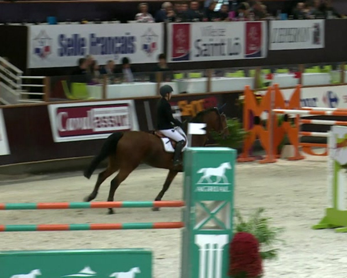 jumper Quick du Thot (Selle Français, 2004, from Nidor Platière)